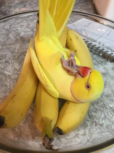 mananero