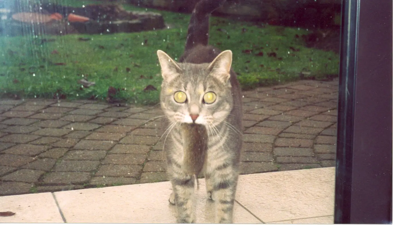 13 Cosas cotidianas explicadas científicamente