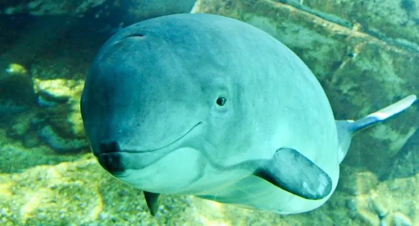 5 especies que podrían desaparecer en 2017