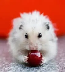 adivina adivina