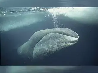10 Animales que pueden volver inmortal al ser humano 10 Animales que pueden volver inmortal al ser humano