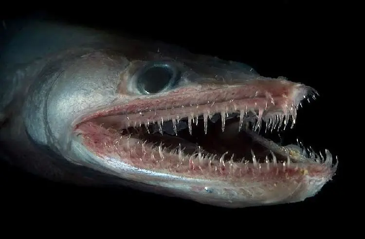 El depredador que habita en lo mas profundo del oceano