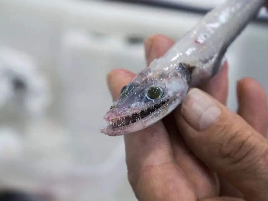 El depredador que habita en lo mas profundo del océano.