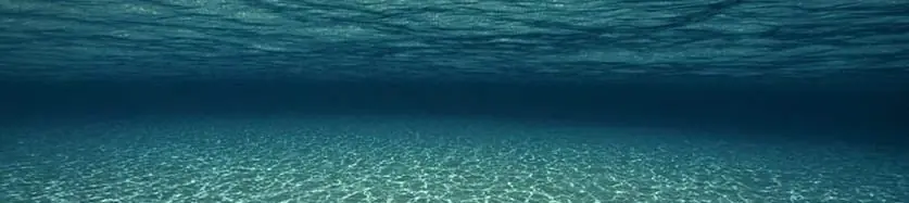 El depredador que habita en lo mas profundo del oceano