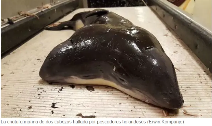 Hallaron una criatura marina de dos cabezas