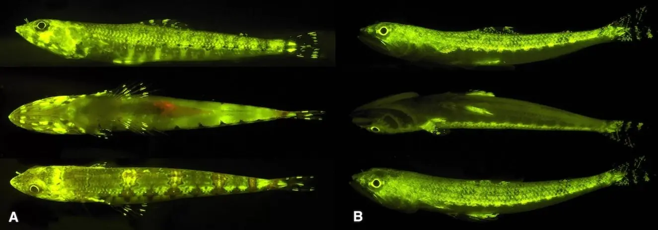 que habita en lo mas profundo del oceano