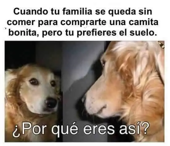 risas