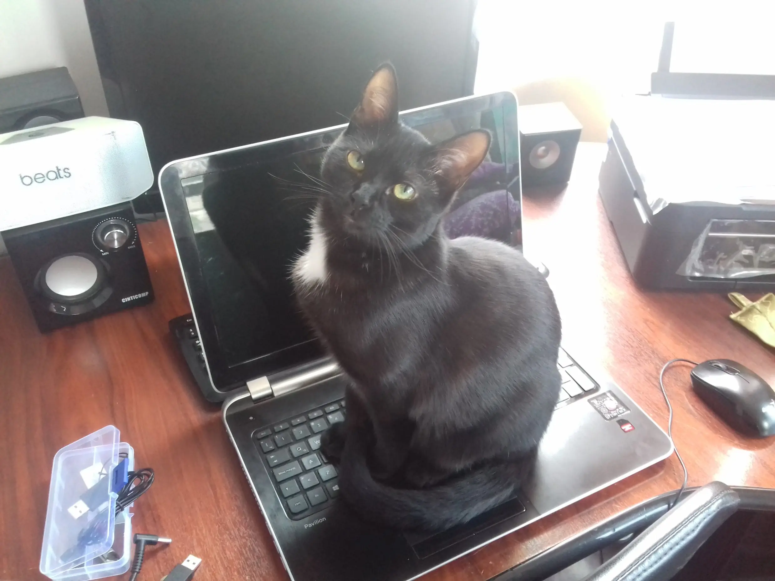 gato