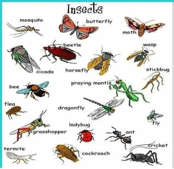 interesante