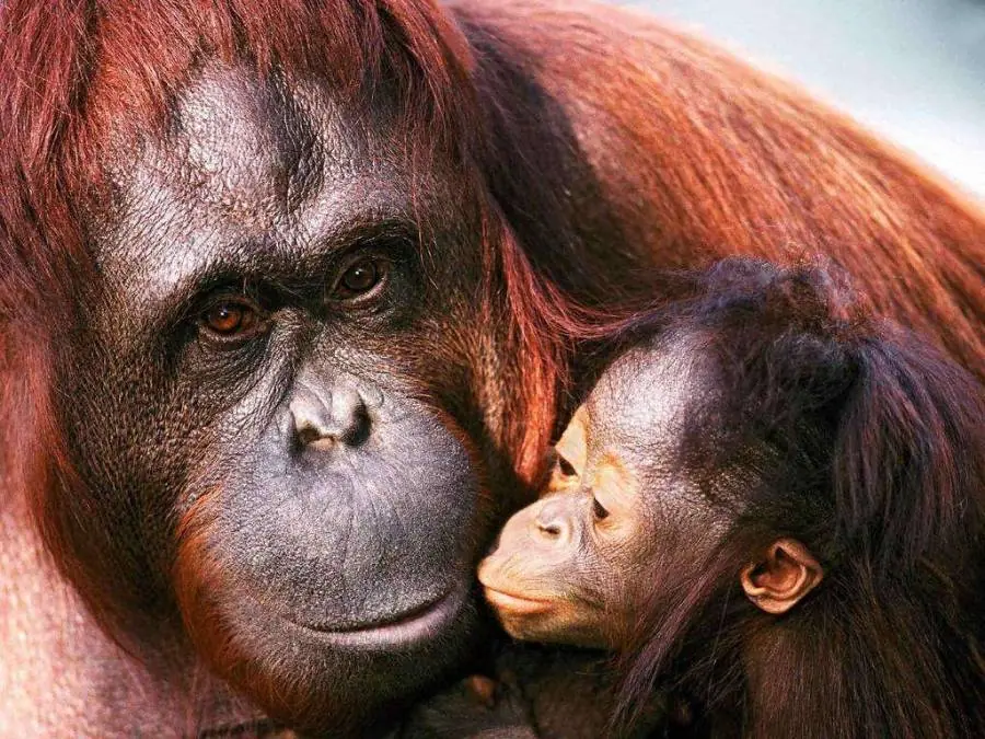 Disfrazan de mujer a orangutanes y las prostituyen!