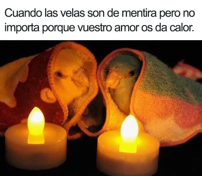 humor perruno