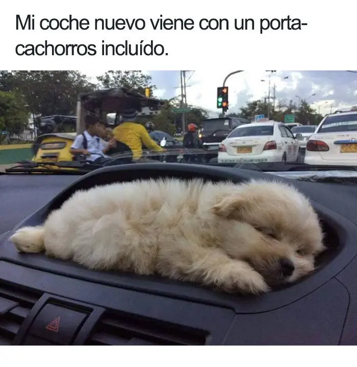 Memes de animales para comenzar el día con una sonrisa (2)