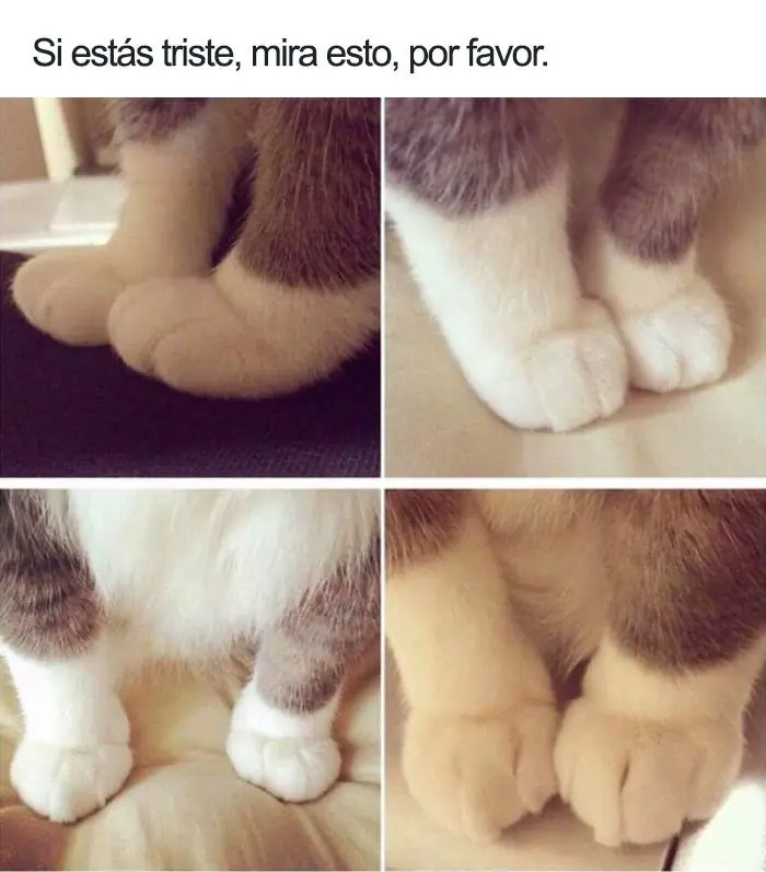 animales tiernos