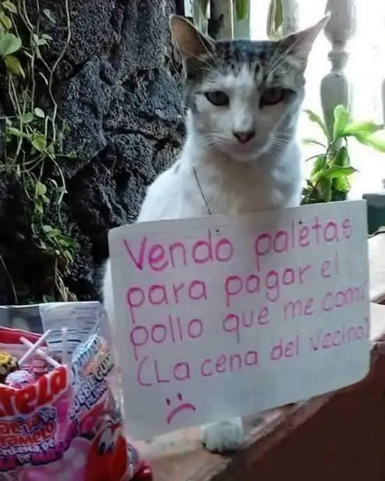 perros que