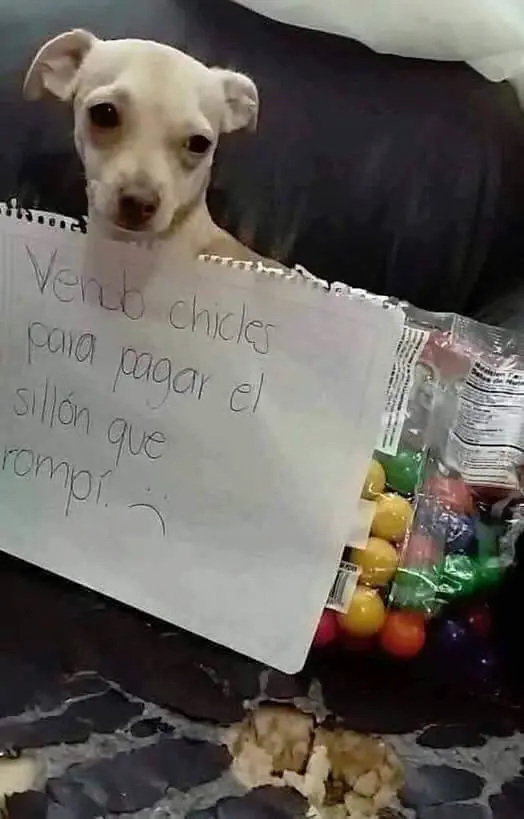 Mascotas que tuvieron que trabajar para pagar por sus traves
