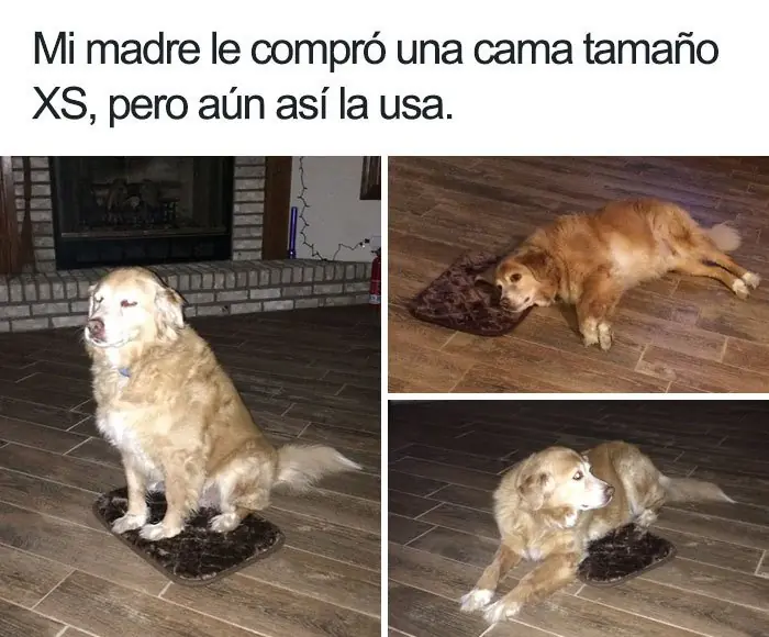 perros