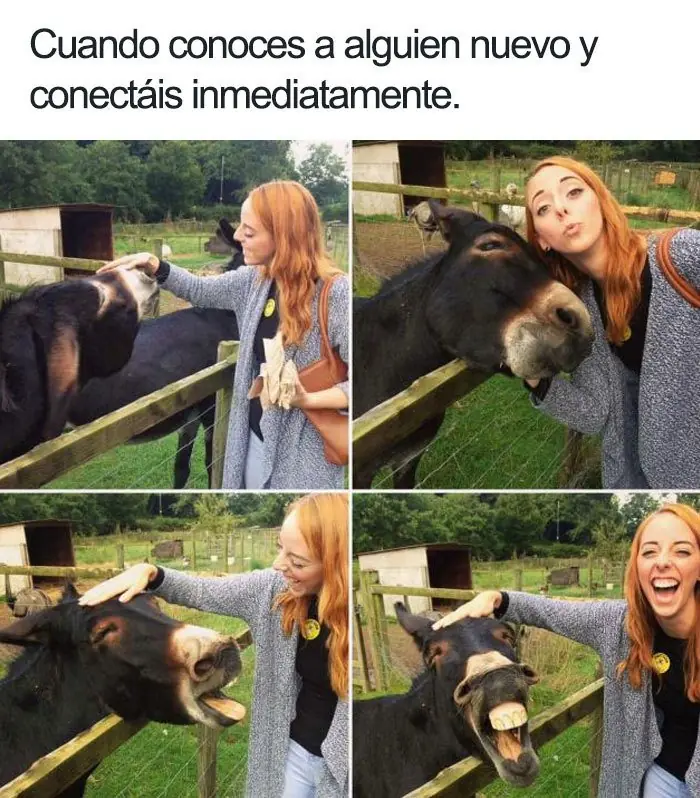 memes de animales