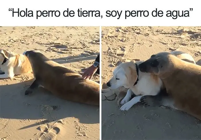perros