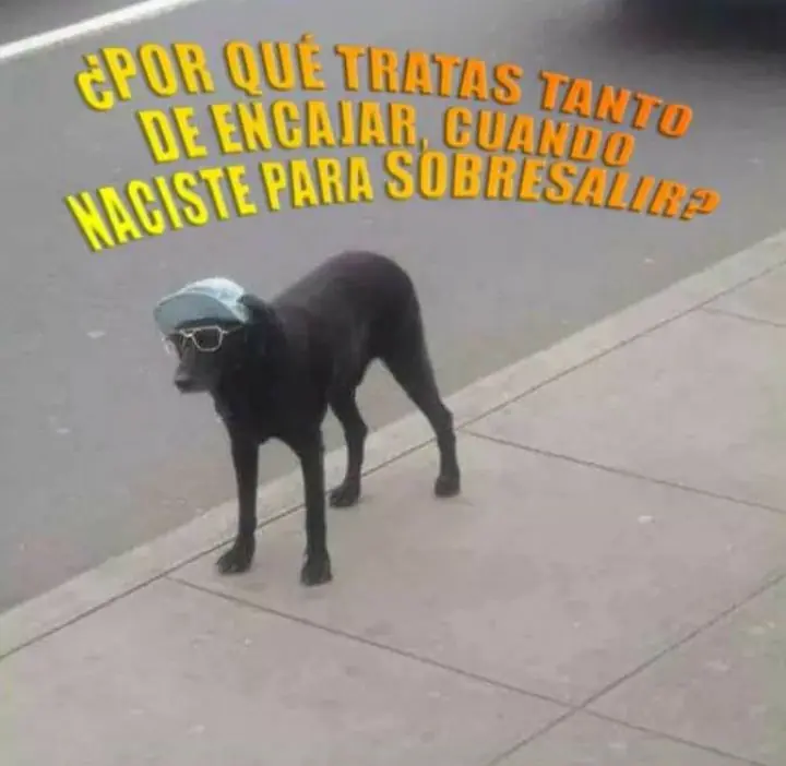 44 imágenes de humor recien robadas