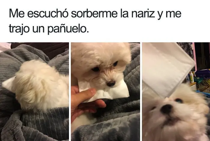humor de animales