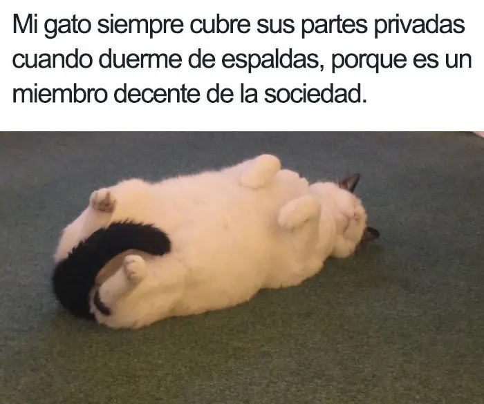 animales tiernos