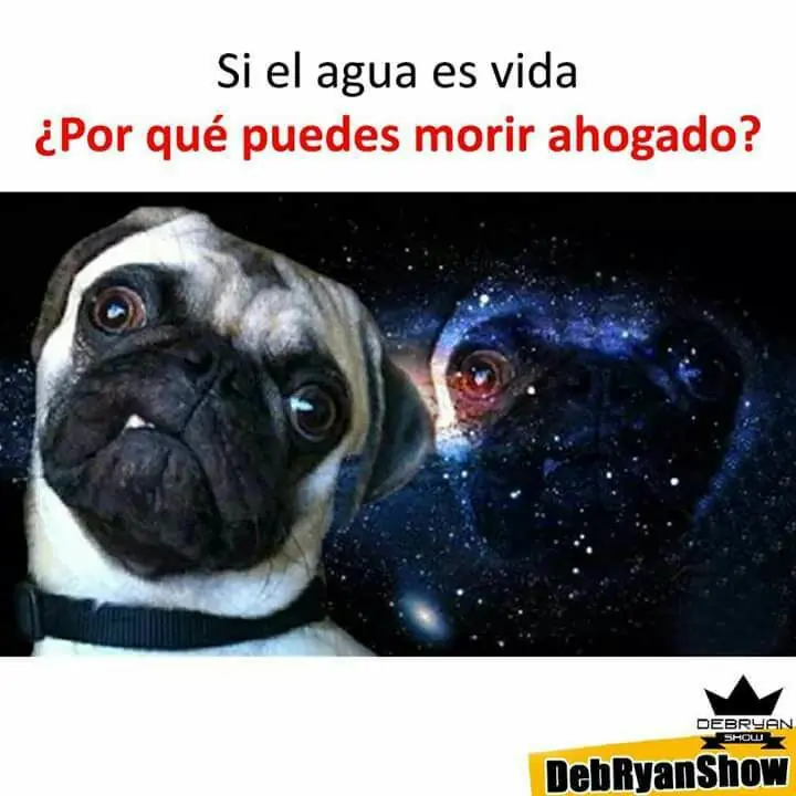 memes