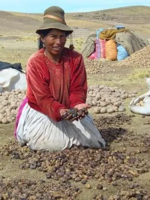 Chuño: El secreto milenario para que la papa dure 20 años
