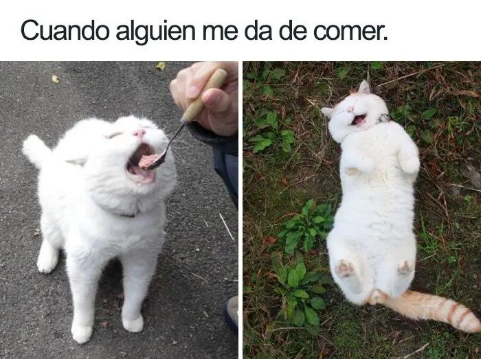 gatitos