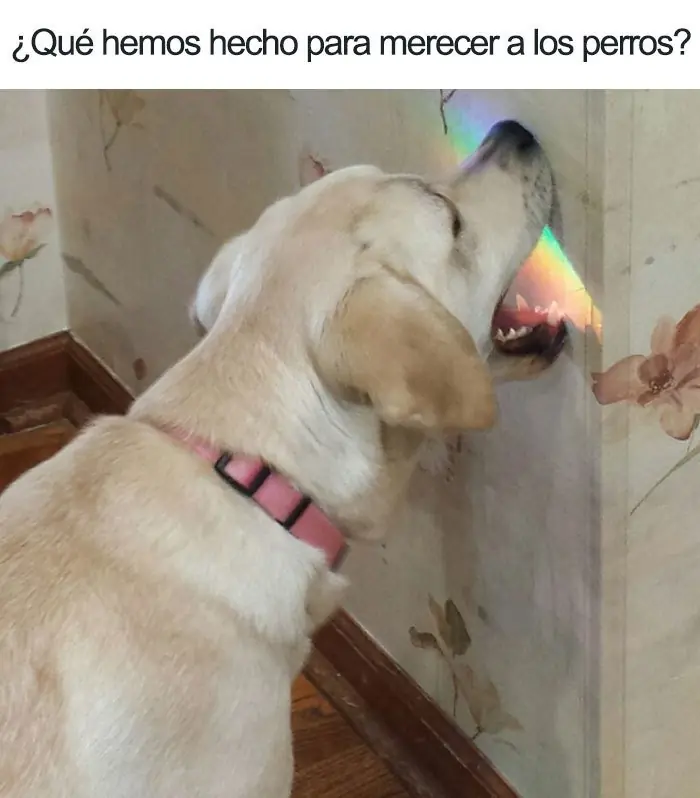 Memes de animales para comenzar el día con una sonrisa (2)