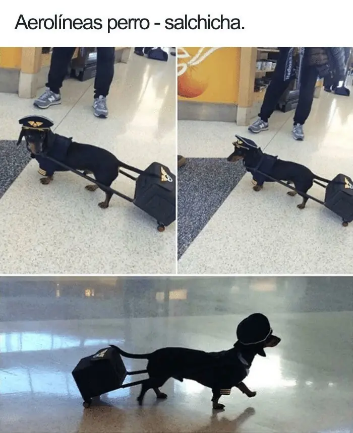 memes de animales