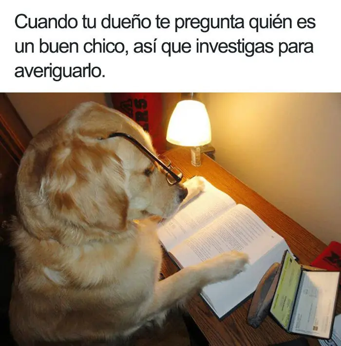 humor de animales