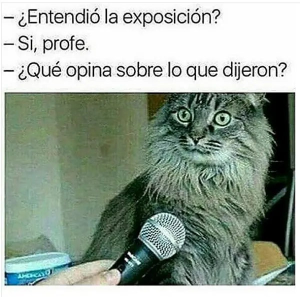 Humor de la tarde, entra lince protector de los neutrinos