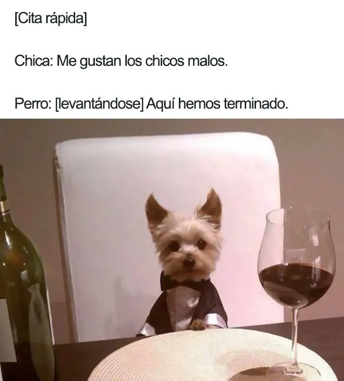 gatitos