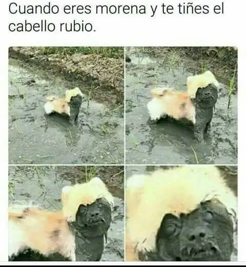 memes