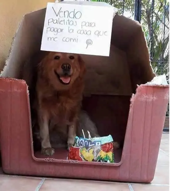 perros humor