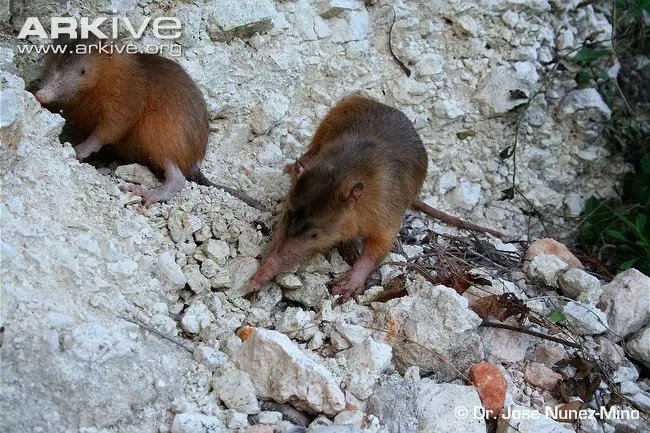 Solenodon y Jutía en peligro de extincion