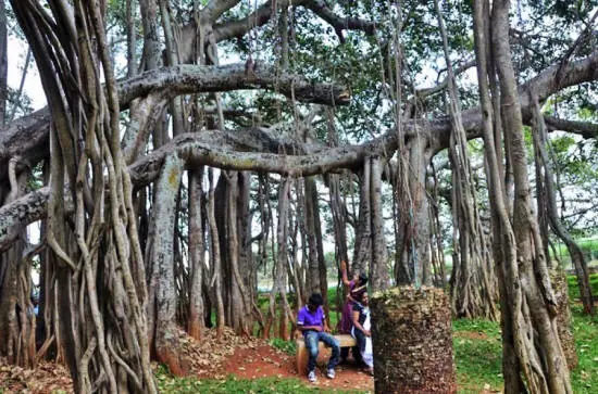 arbol
