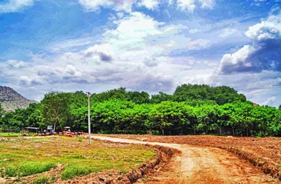 bosque