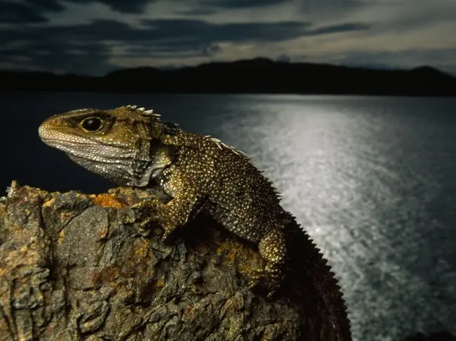 Estas criaturas solían ser vecinas de los dinosaurios