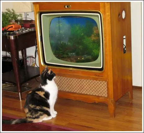 televisor