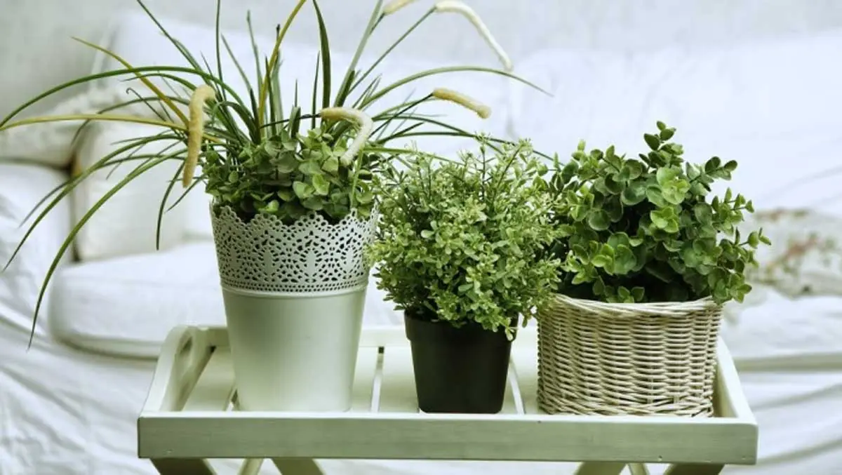 6 plantas que deberías dejar crecer dentro de tu dormitorio