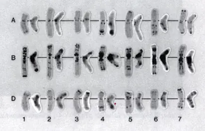 genetica