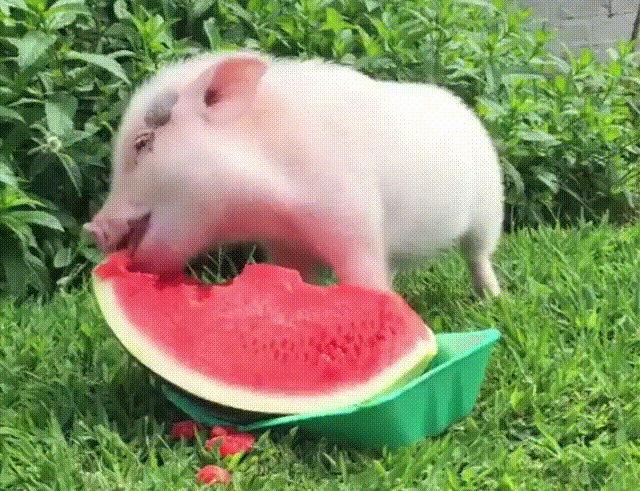 Entretenidos gifs para pasar la tarde rufian!