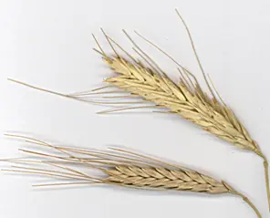 Historia y evolucion genetica del Trigo