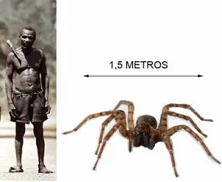 arana gigante arana gigante