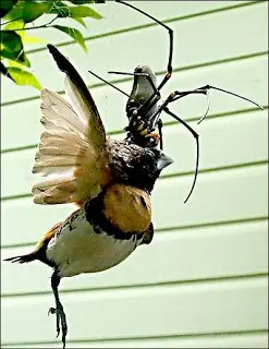arana gigante congolena arana gigante congolena