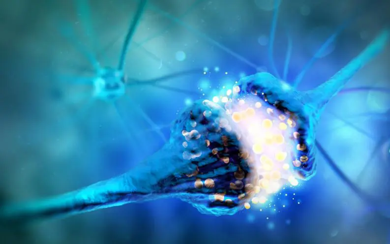 cerebro