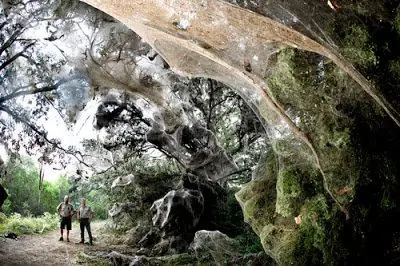 La Posible existencia de la Araña Gigante Congoleña La Posible existencia de la Araña Gigante Congoleña