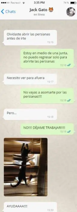 13 Divertidos whatsapps que tu gato te enviaría si pudiera