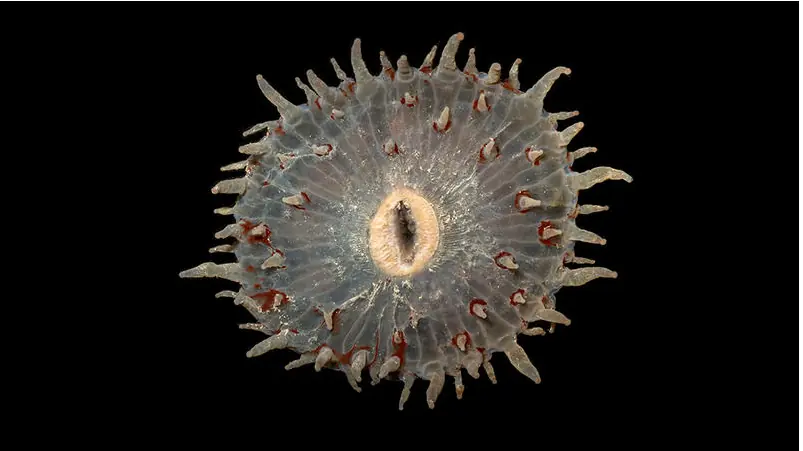 oceano